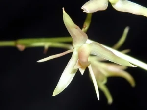Bild von Epidendrum diffusum 6
